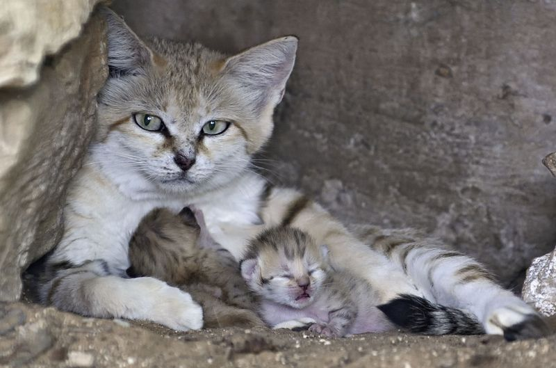 Illustration for article titled Surprise Sand Kittens are the Best Sand Kittens